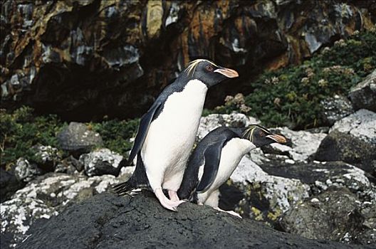 凤冠企鹅,南跳岩企鹅,漂石,地点,悬崖,靠近,入口,小湾,东海岸,新西兰
