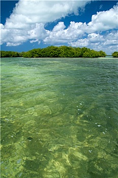 红树,海洋