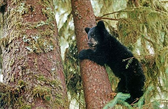 黑熊,幼兽,树上,搂抱,树干,溪流,通加斯国家森林,东南阿拉斯加,夏天