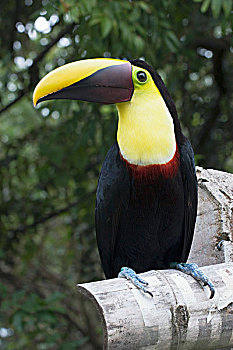 哥斯达黎加,巨嘴鸟,栖息