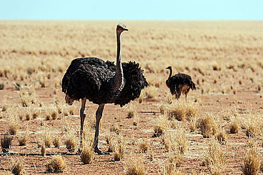 鸵鸟,普通,鸵鸟属,骆驼,纳米比亚,非洲