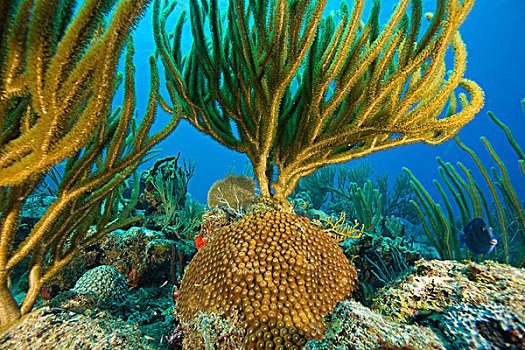 软,鞭子,珊瑚,蓝色,托托拉岛,英属维京群岛,加勒比