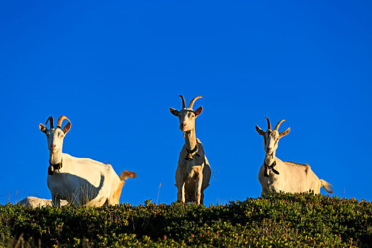 石山羊,岩羚羊,色彩,山羊,山,伯恩高地,瑞士