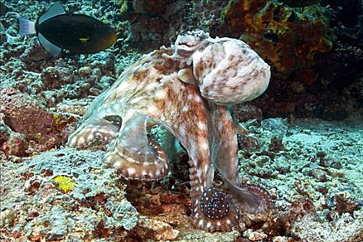 马来西亚,霞水母章鱼,局部,珊瑚礁