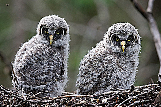 乌林鸮,幼禽,鸟窝,靠近,麋鹿,岛屿,国家公园,艾伯塔省
