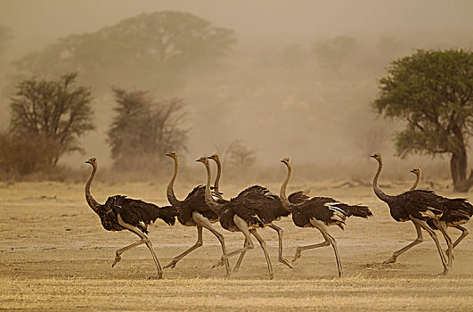 鸵鸟,鸵鸟属,骆驼,雌性,沙暴,卡拉哈里沙漠,卡拉哈迪大羚羊国家公园,南非,非洲