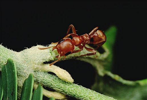 蚂蚁,分开,藤,接触,刺,金合欢,刺槐,哥斯达黎加