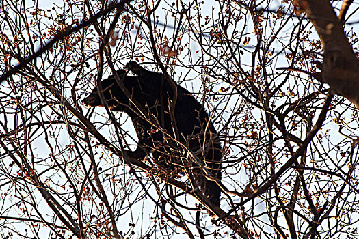 黑熊,树上