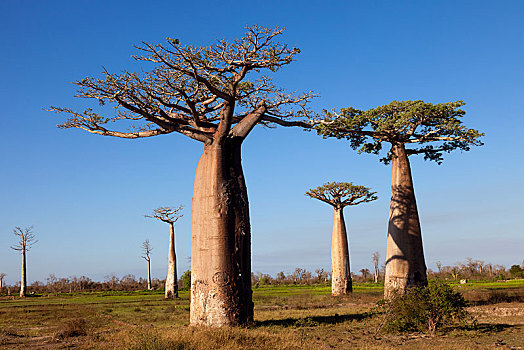 非洲,猴面包树,树林,靠近,穆龙达瓦,区域,省,马达加斯加