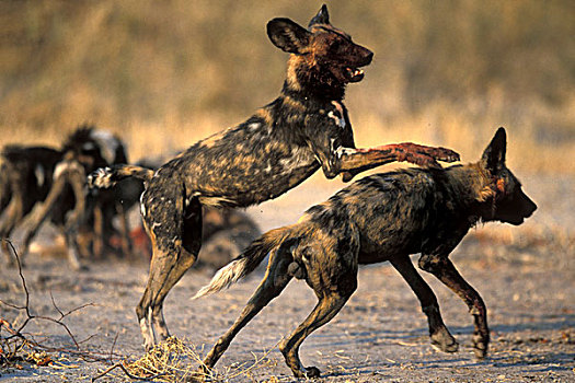 博茨瓦纳,莫雷米禁猎区,特写,非洲野狗,非洲野犬属,玩,黑斑羚,杀,黎明