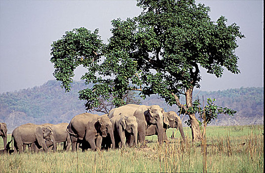 亚洲象,家庭,牧群