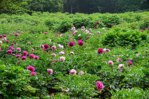 芍药花开