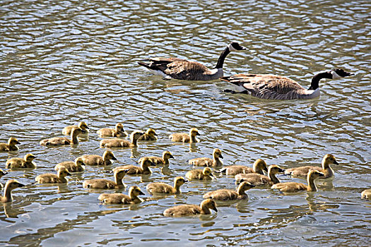 卡尔加里,艾伯塔省,加拿大,小鹅,水,两个,父母,鹅