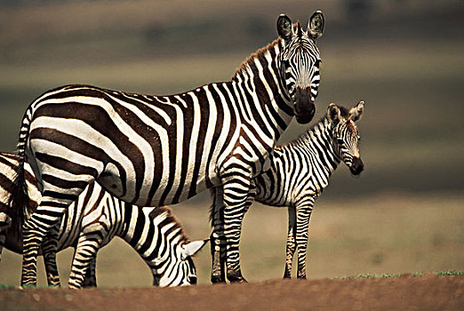 肯尼亚,马赛马拉国家保护区,幼仔,白氏斑马,大幅,尺寸