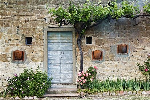 花坛,藤,户外,建筑,托斯卡纳,意大利
