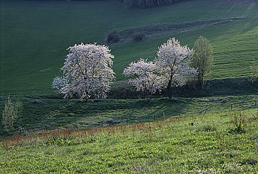 高,角度,风景,花,树