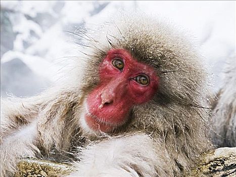 肖像,日本猕猴
