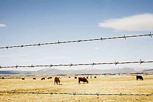 草原,牛,刺铁丝网,内华达,美国