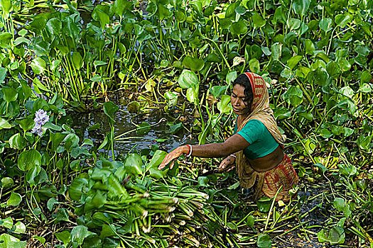 女人,收集,风信子,喂食,牛,孟加拉,四月,2008年