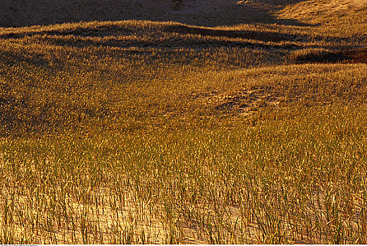 沙丘草,魁北克,加拿大