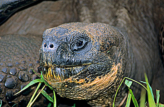 加拉帕戈斯巨龟,象龟属,圣克鲁斯岛,加拉帕戈斯,群岛,厄瓜多尔