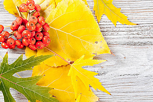 秋天,背景,黄色,红叶,花楸果,落下,叶子,木质背景
