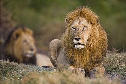 非洲狮,狮子,休息,马赛马拉,肯尼亚