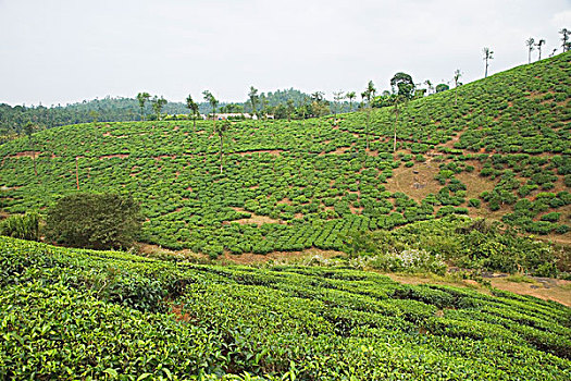 茶,花园,山,背景,迈索尔,印度
