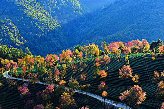 南涧无量山樱花谷