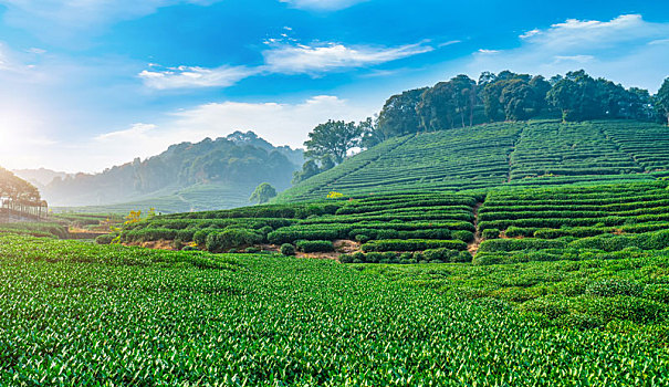 杭州龙井茶乡基地