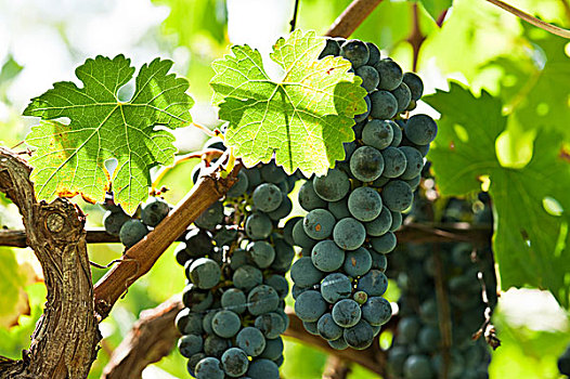 成熟,酿红酒用葡萄,右边,丰收