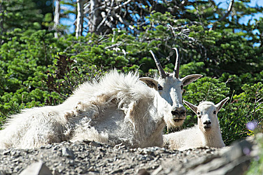 美国,蒙大拿,冰川国家公园,成年,幼小,石山羊,雪羊,休息