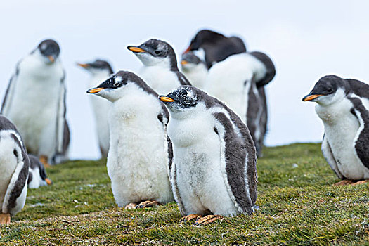 巴布亚企鹅,福克兰群岛,一半,幼禽