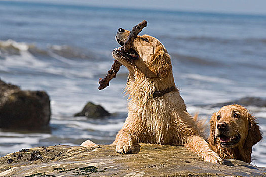 两个,金毛猎犬,玩,棍,海滩