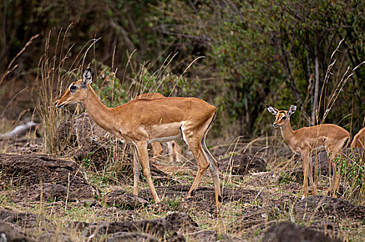 黑斑羚,马赛马拉国家保护区,裂谷,肯尼亚,非洲