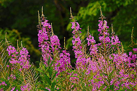 杂草,国家野生动植物保护区,华盛顿,美国