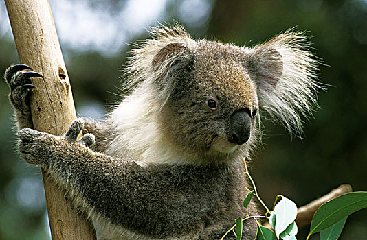 树袋熊,头部,成年,枝头,澳大利亚