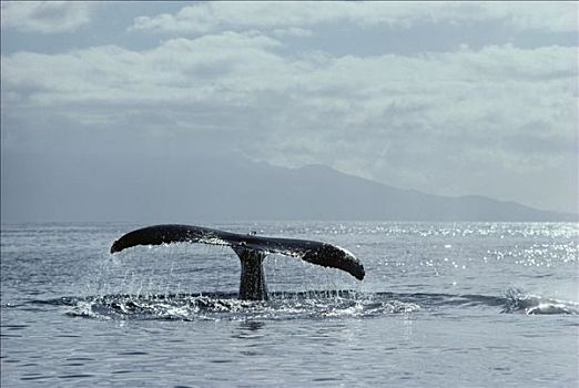 驼背鲸,大翅鲸属,鲸鱼,尾部,夏威夷