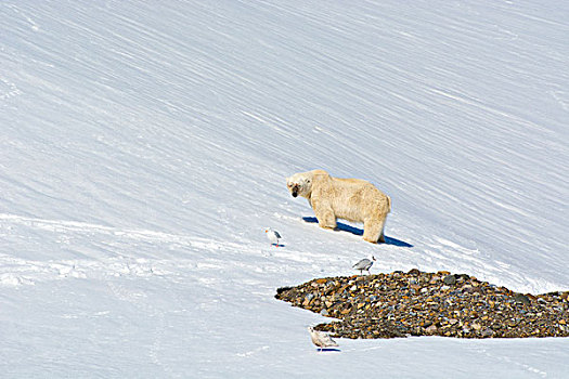 挪威,斯瓦尔巴特群岛,北极熊