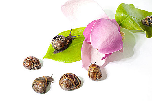 蜗牛,粉花