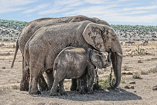 非洲象,国家公园
