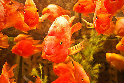 大,红色,鱼,游动,水下