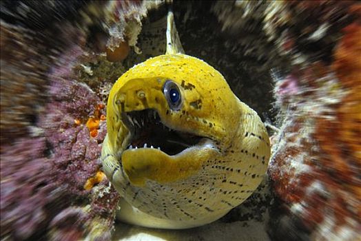 海鳗,阿里环礁,印度洋,马尔代夫