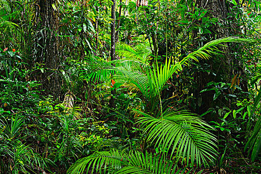 雨林,困苦,国家公园,昆士兰,澳大利亚