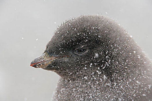 南极,布朗布拉夫,头像,阿德利企鹅,幼禽,暴风雪