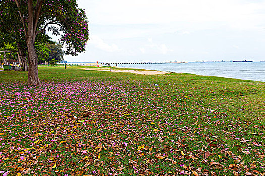 新加坡海滩
