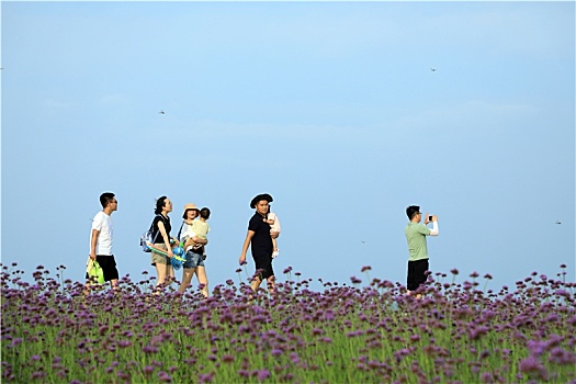 山东省日照市,游客徜徉花海漫步大海,感受蓝天碧海的魅力