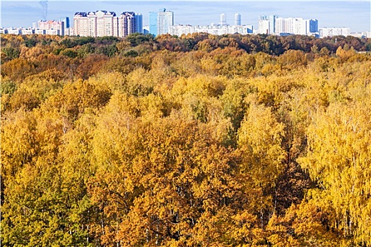 黄色,树林,城市,地平线,秋天,白天