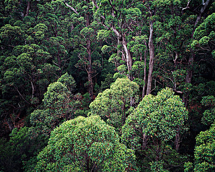澳大利亚,西澳大利亚州,国家公园,桉树,树林,大幅,尺寸