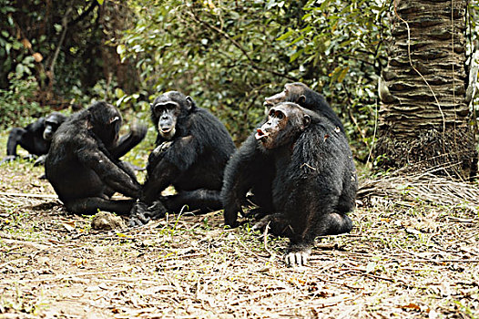 坦桑尼亚,雄性,黑猩猩,冈贝河国家公园,大幅,尺寸